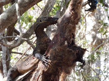 Komodo Indonesia only find at Komodo National Park